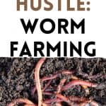 Worm Farming for profit
