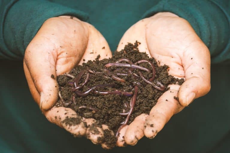 How to Start a Worm Farm for Profit and Make Passive Income