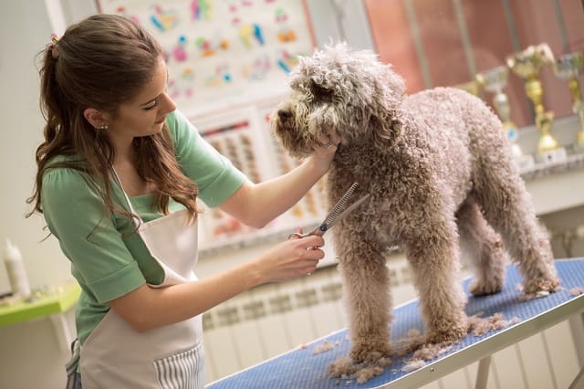 Woman grooming a dog with scissors