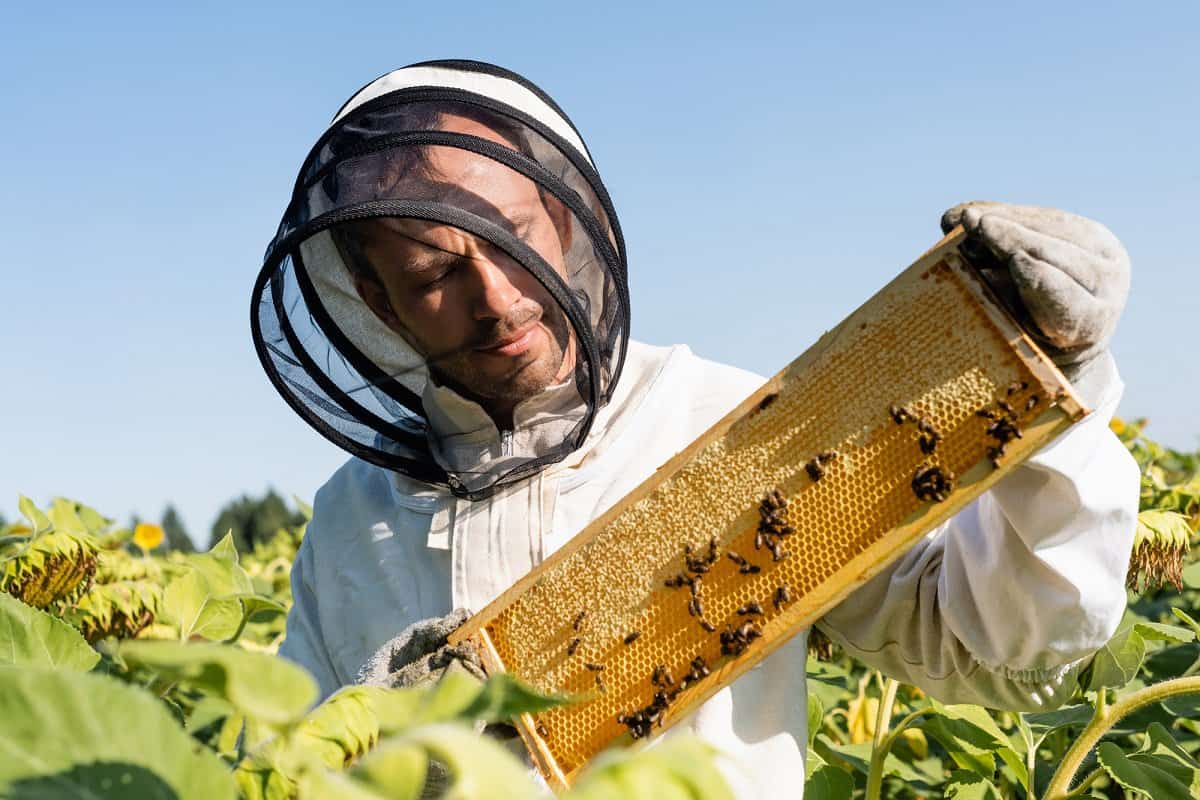 Beekkeeper holding honeycomb